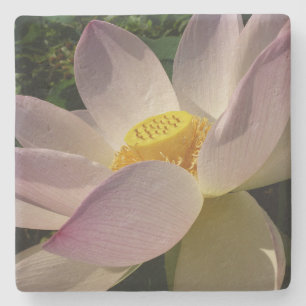 Pink Lotus Flower III Summer Floral Stone Coaster