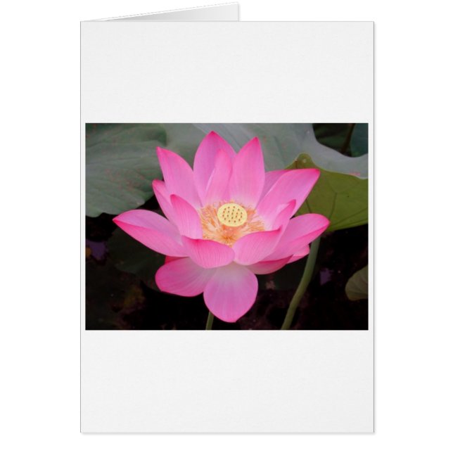 Pink Lotus Flower In Bloom (Front)