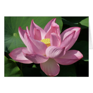 Pink Lotus Flower IV