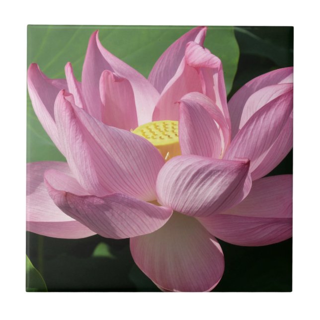 Pink Lotus Flower IV Ceramic Tile (Front)