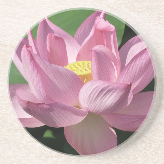 Pink Lotus Flower IV Coaster (Front)