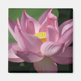 Pink Lotus Flower IV Magnet