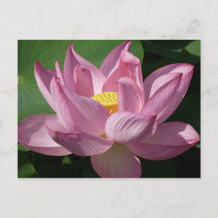 Pink Lotus Flower IV Postcard