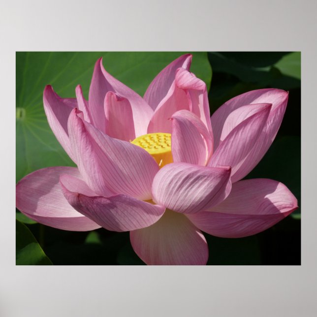 Pink Lotus Flower IV Poster (Front)