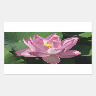 Pink Lotus Flower IV Rectangular Sticker
