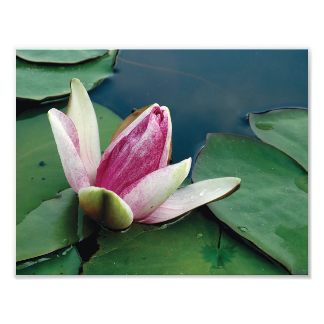 Pink Lotus Flower Photo Lotus flower Paper Print (Front)
