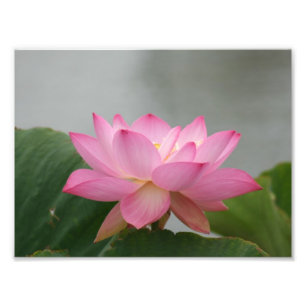 Pink Lotus flower Photo Print