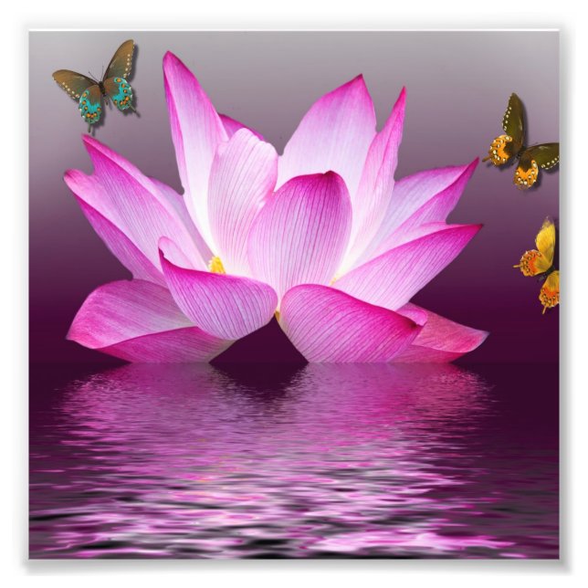 Pink Lotus Flower Photo Print (Front)