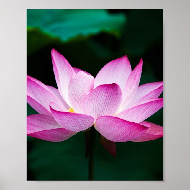 Pink Lotus Flower Poster (Front)