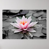 Pink Lotus Flower 