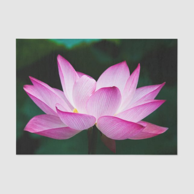 Pink Lotus Flower Tissue Paper (Front)