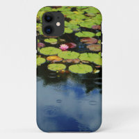 Pink lotus in Rain