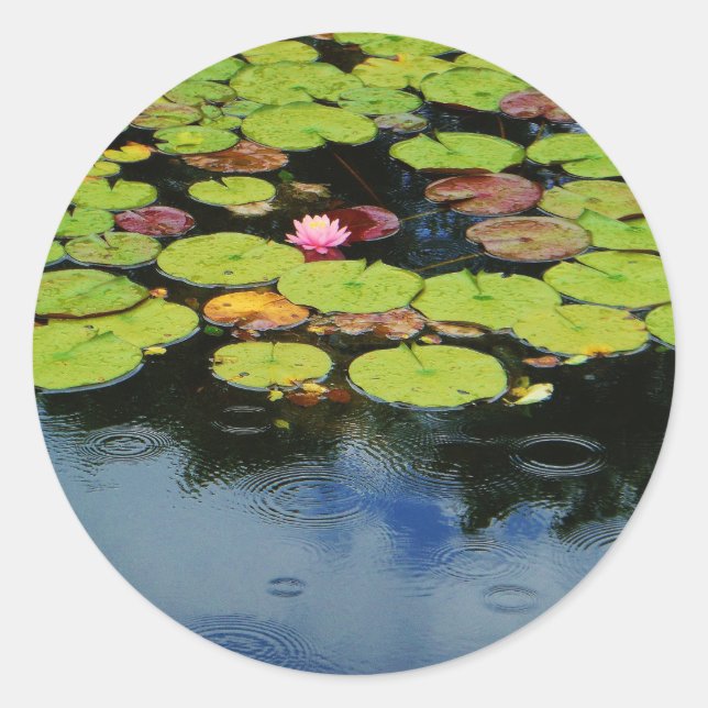 Pink lotus in Rain Classic Round Sticker (Front)
