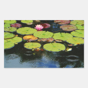 Pink lotus in Rain Rectangular Sticker