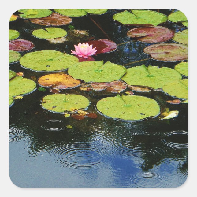 Pink lotus in Rain Square Sticker (Front)