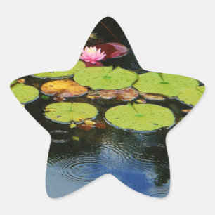 Pink lotus in Rain Star Sticker