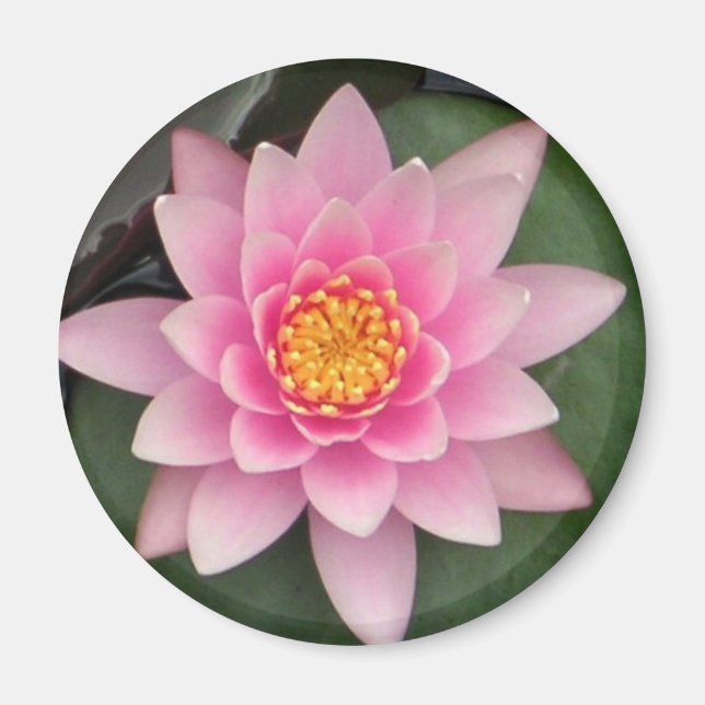 Pink Lotus Magnet (Front)