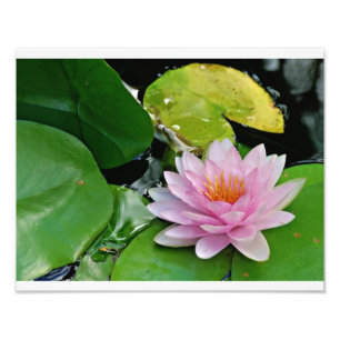 Pink Lotus Photo Print
