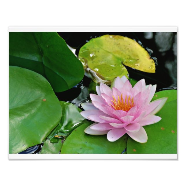 Pink Lotus Photo Print (Front)