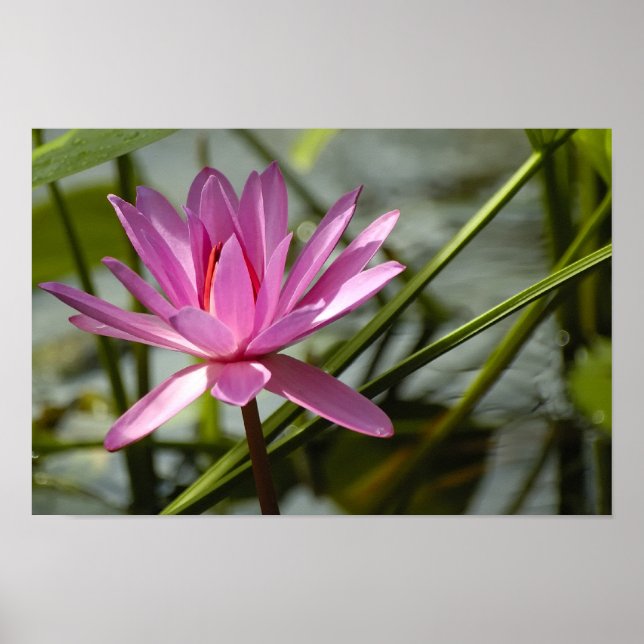 Pink lotus poster (Front)