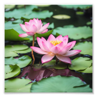 Pink lotus poster