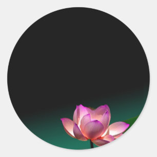 Pink lotus stickers