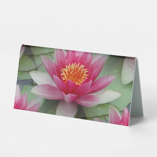Pink Lotus Water Lily (Front)