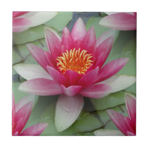 Pink Lotus Water Lily Ceramic Tile