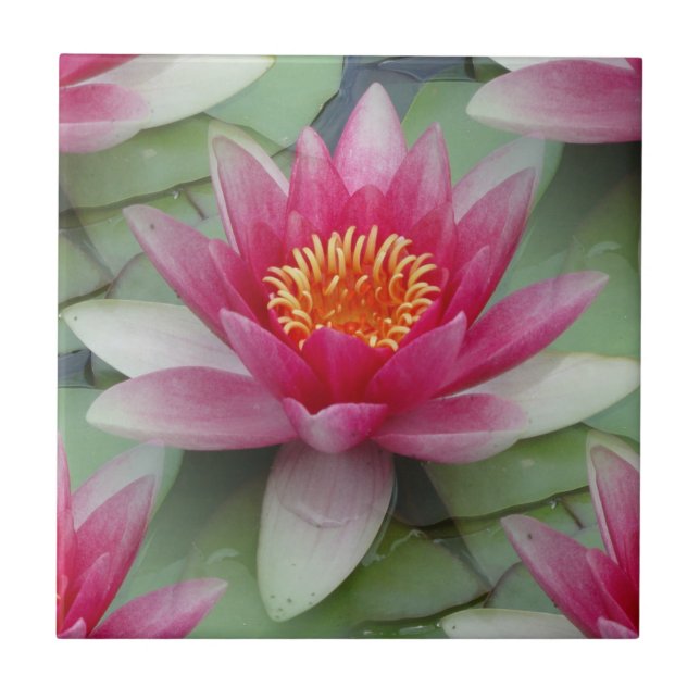 Pink Lotus Water Lily Ceramic Tile (Front)