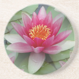 Pink Lotus Water Lily Coaster
