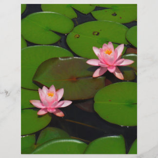 Pink lotus water lily flower  garden,
