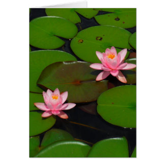 Pink lotus water lily flower  garden,