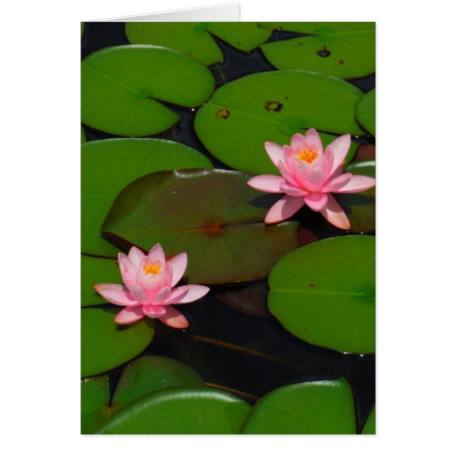 Pink lotus water lily flower  garden, (Front)