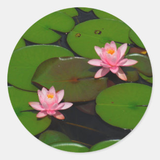 Pink lotus water lily flower  garden, classic round sticker