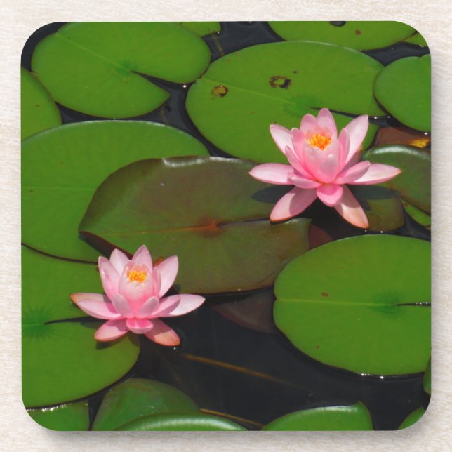 Pink lotus water lily flower  garden, coaster (Front)
