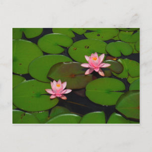 Pink lotus water lily flower garden, postcard