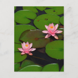 Pink lotus water lily flower garden, postcard
