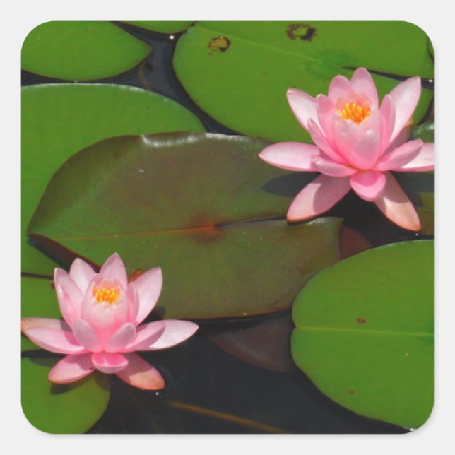 Pink lotus water lily flower  garden, square sticker (Front)