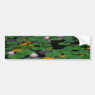 Pink lotus water lily flower pond bumper sticker