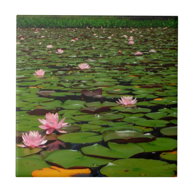 Pink lotus water lily flower pond ceramic tile (Front)