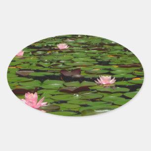 Pink lotus water lily flower pond oval sticker