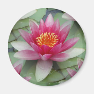 Pink Lotus Water Lily Magnet