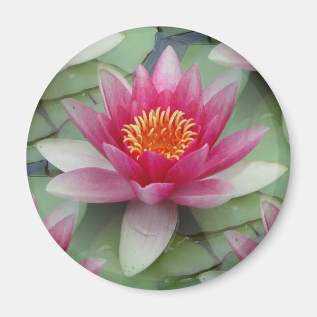 Pink Lotus Water Lily Magnet (Front)