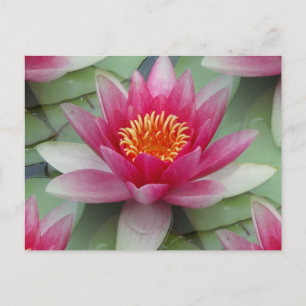 Pink Lotus Water Lily Postcard