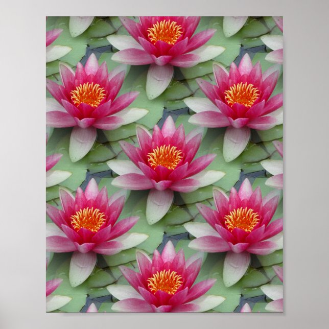 Pink Lotus Water Lily Poster (Front)
