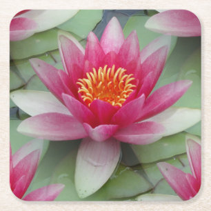 Pink Lotus Water Lily Square Paper Coaster