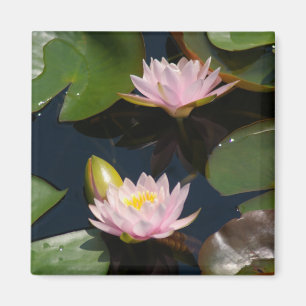 Pink Lotus Waterlilies magnet