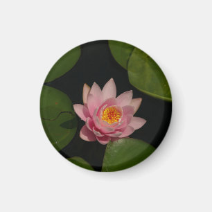 Pink Lotus Waterlily magnet