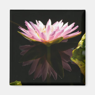 Pink Lotus Waterlily magnet