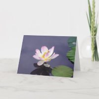 Pink Lotus with Dragon Fly